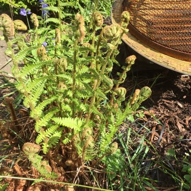 Dryopteris