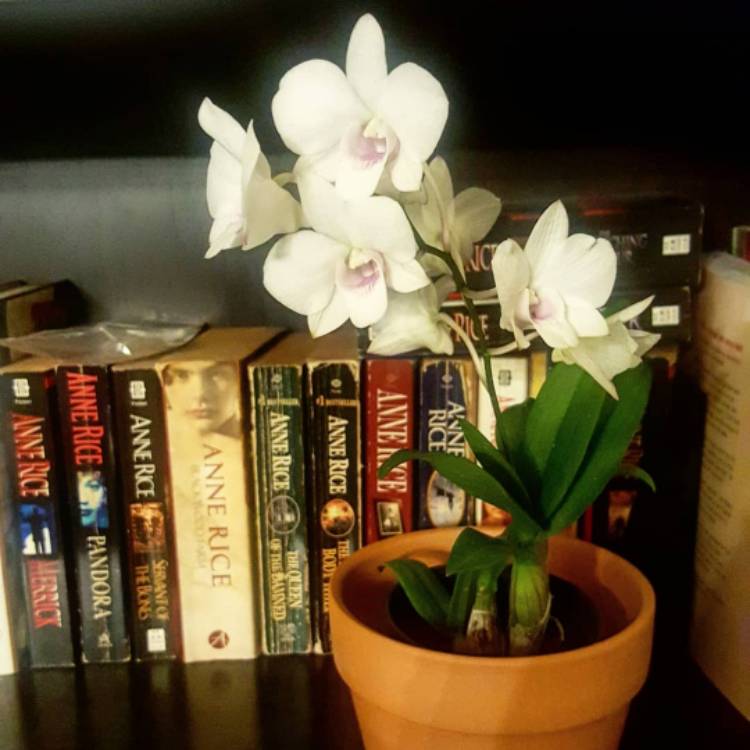 Plant image Dendrobium bigibbum var. phalaenopsis