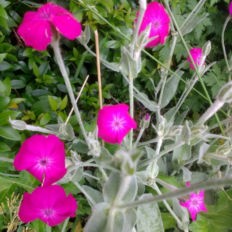 Plant image Lychnis coronaria 'Gardeners World'