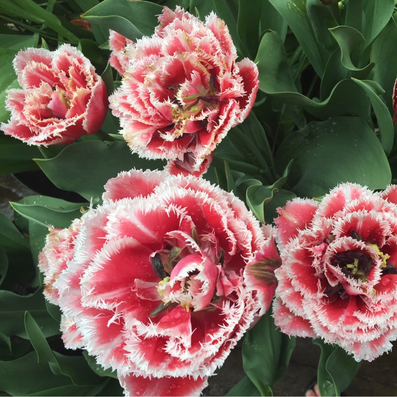 Tulip 'Brest' (Fringed)