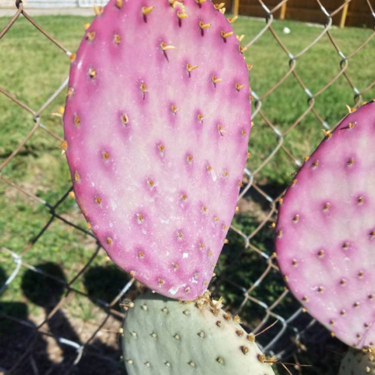 Plant image Opuntia gosseliniana var. 'Santa Rita'