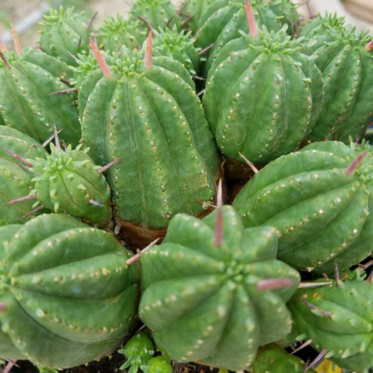 Plant image Euphorbia ferox