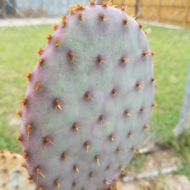 Plant image Opuntia gosseliniana var. 'Santa Rita'