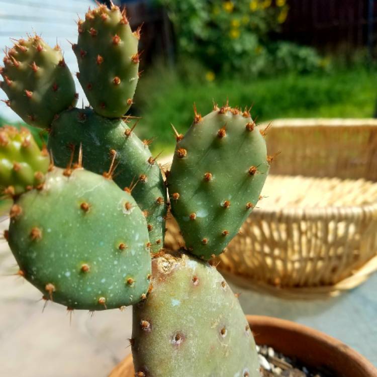 Plant image Opuntia Basilaris 'Baby Rita'