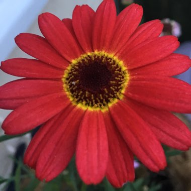 Livingstone Daisy