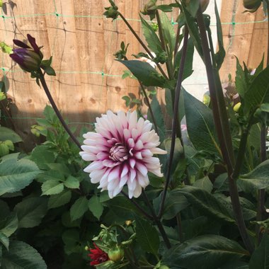 Dahlia 'Dalaya Shiva'