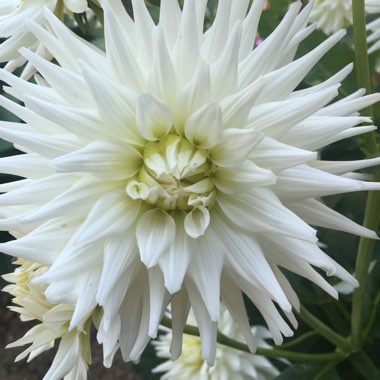 Dahlia 'Dalina Grande Cancun'