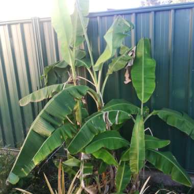 Musa acuminate 'Lady Finger'