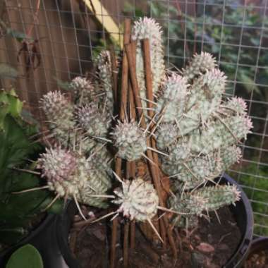 Euphorbia mammillaris 'Variegata'