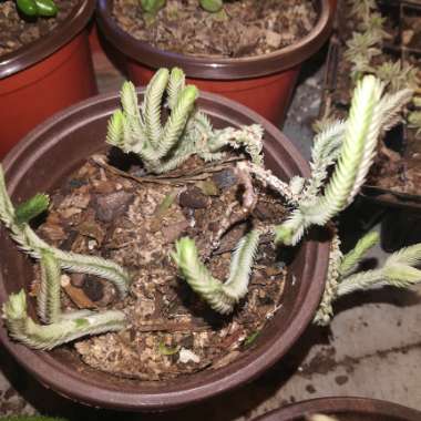 Crassula muscosa var. variegata