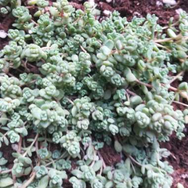 Sedum Dasyphyllum