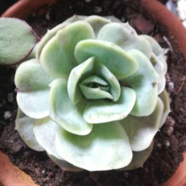 Echeveria Blue Surprise