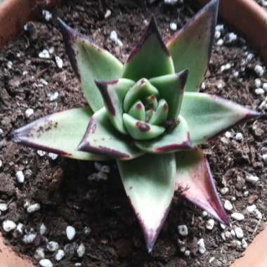 Echeveria Agavoides Ebony