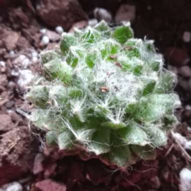 Sempervivum Arachnoideum Cobweb