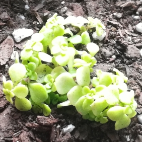 Sedum Makinoi Ogon