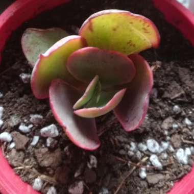 Echeveria Big Red