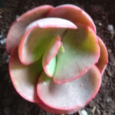 Echeveria Mauna Loa Pink Form