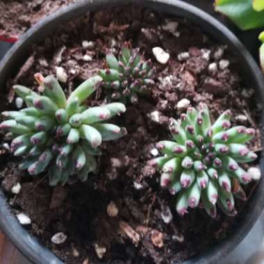 Sempervivum Calcareum Grigg's Surprise