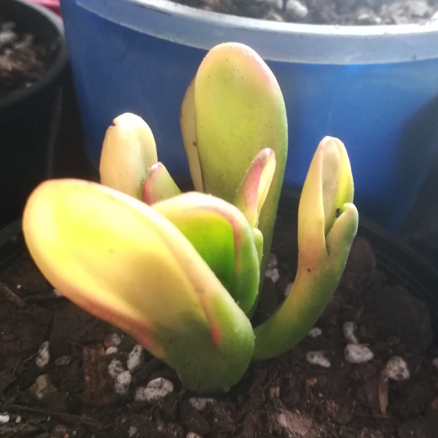 Plant image Crassula Ovata Gollum Variegata