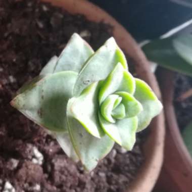 Crassula Perforata 'Giant Box'