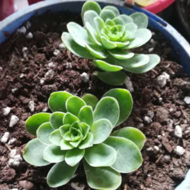 Aeonium Aureum