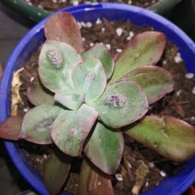 Echeveria Baron Bold