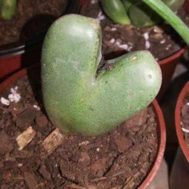 Conophytum bilobum syn. Derenbergia biloba, Mesembryanthemum bilobum