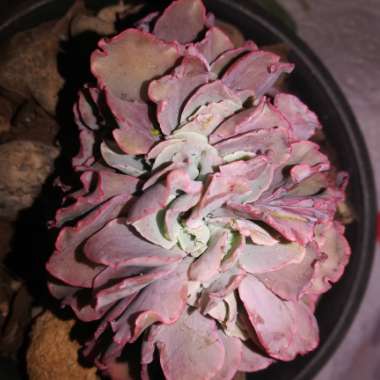 Echeveria Blue Curls Crested