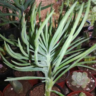 Senecio Vitalis Cristata