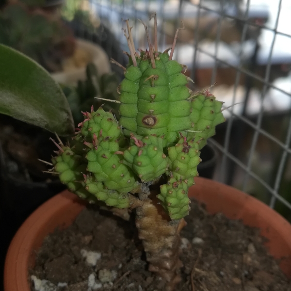 Plant image Euphorbia submammillaris var. pfersdorfii