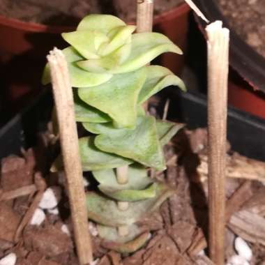 Crassula Perforata Variegata