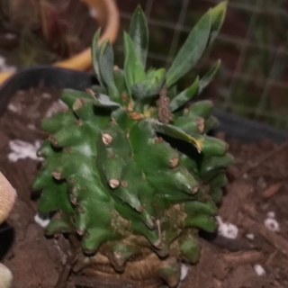 Euphorbia bupleurifolia