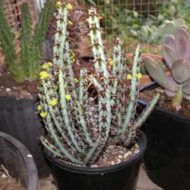 Euphorbia aeruginosa 'Schweick'