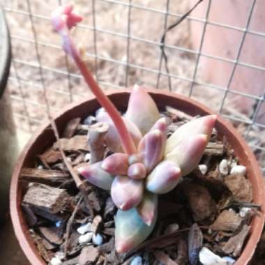 Pachyphytum compactum