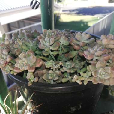 Graptopetalum Mendozae