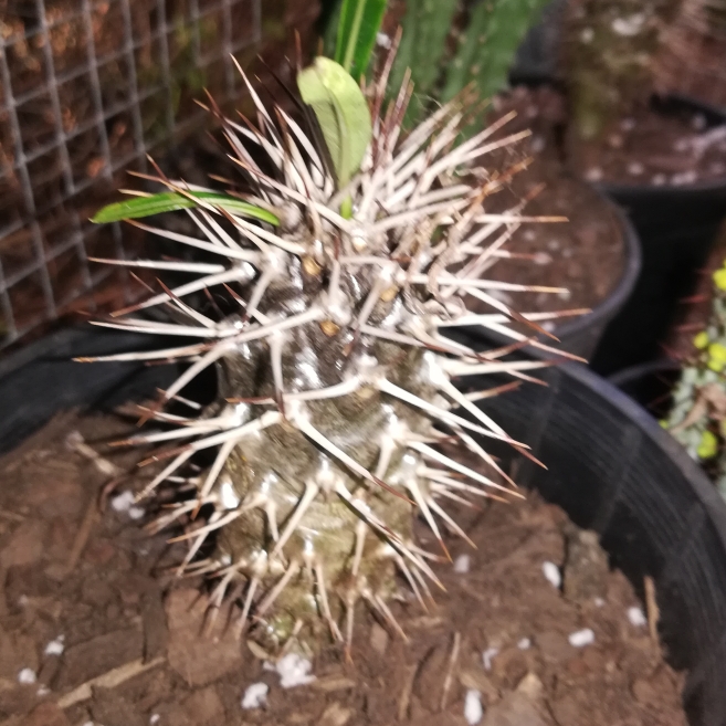 Plant image Pachypodium lealii