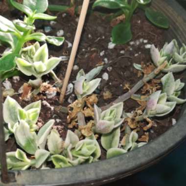 Aptenia cordifolia Variegata