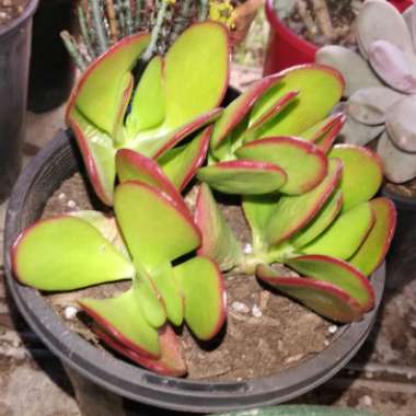 Crassula