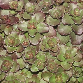 plant image 1151488