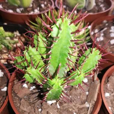 Euphorbia enopla