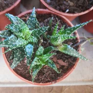 Aloe