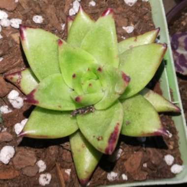 Echeveria Agavoides Red Edge