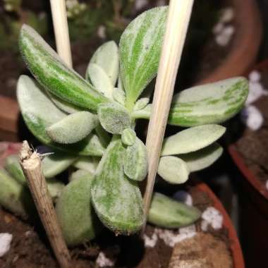 Crassula rogersii Variegated