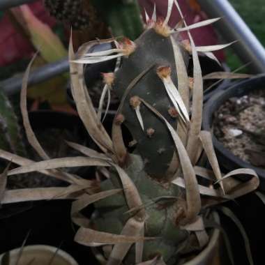 Tephrocactus articulatus 'Papyracanthus' syn. Tephrocactus articulatus var. papyracanthus