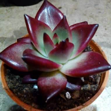 Echeveria Agavoides Romeo Rubin