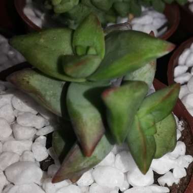 Crassula rupestris 