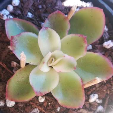 Echeveria Candy