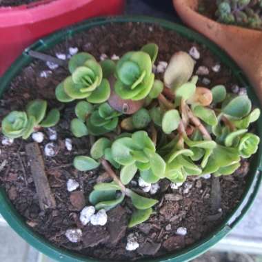 Sedum Makinoi 'Tundra Tornado'