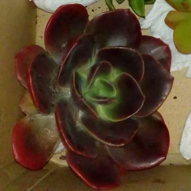 Echeveria Blue Metal