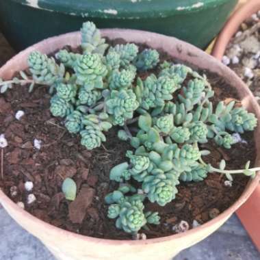 Sedum Dasyphyllum var. Glanduliferum